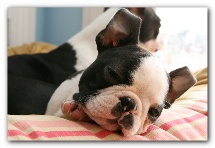 Howie the Sunwoods Boston Terrier Puppy