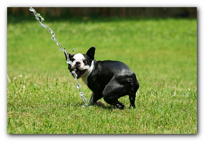 Howie the Sunwoods Boston Terrier Puppy