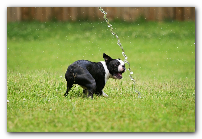 Howie the Sunwoods Boston Terrier Puppy