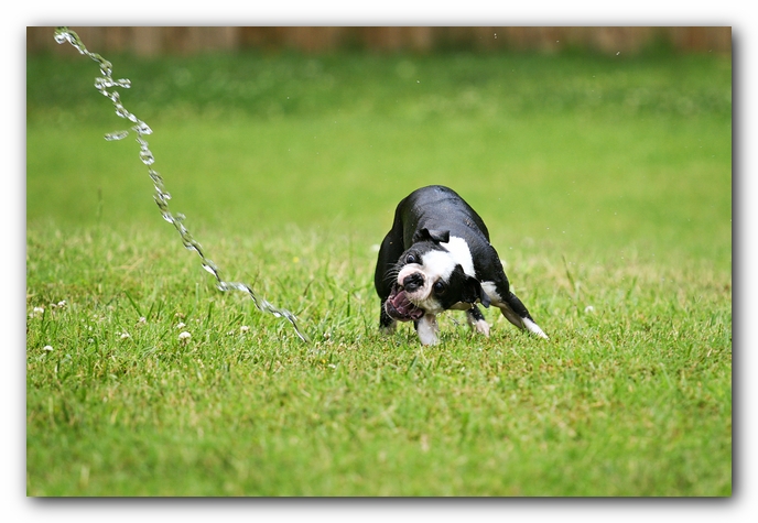 Howie the Sunwoods Boston Terrier Puppy