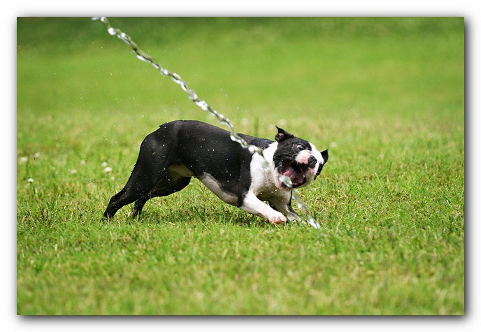 Howie the Sunwoods Boston Terrier Puppy