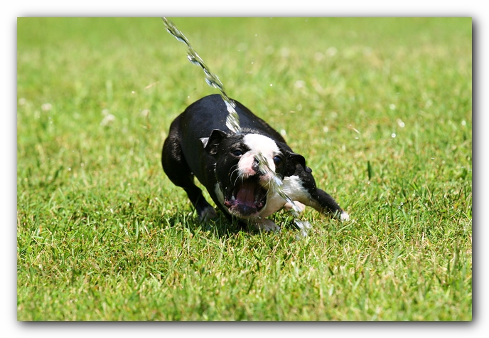 Howie the Sunwoods Boston Terrier Puppy