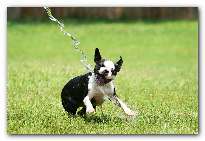 Howie the Sunwoods Boston Terrier Puppy