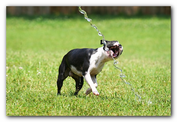 Howie the Sunwoods Boston Terrier Puppy