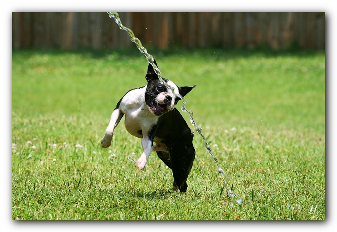 Howie the Sunwoods Boston Terrier Puppy