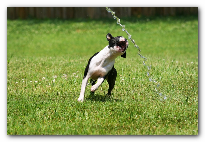 Howie the Sunwoods Boston Terrier Puppy