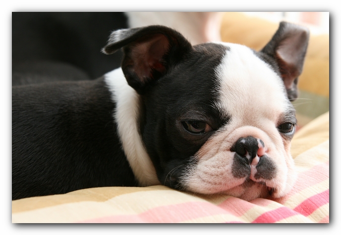 Howie the Sunwoods Boston Terrier Puppy