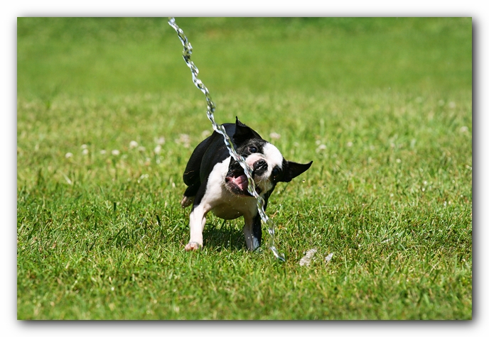 Howie the Sunwoods Boston Terrier Puppy