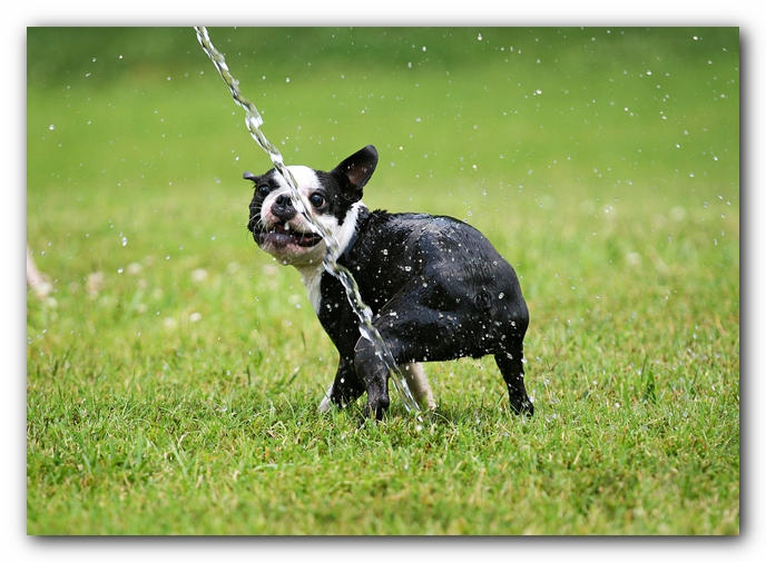 Howie the Sunwoods Boston Terrier Puppy