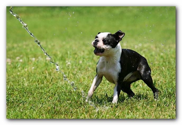 Howie the Sunwoods Boston Terrier Puppy