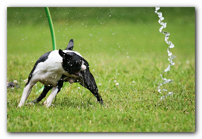Howie the Sunwoods Boston Terrier Puppy