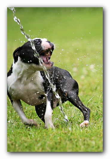 Howie the Sunwoods Boston Terrier Puppy