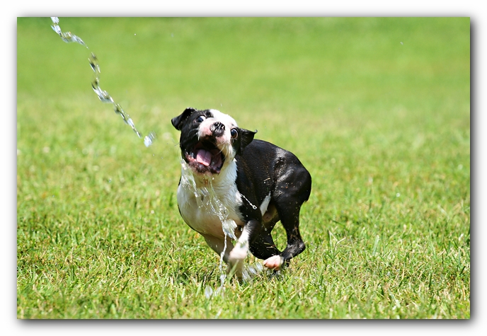 Howie the Sunwoods Boston Terrier Puppy