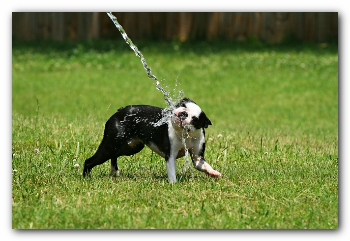 Howie the Sunwoods Boston Terrier Puppy