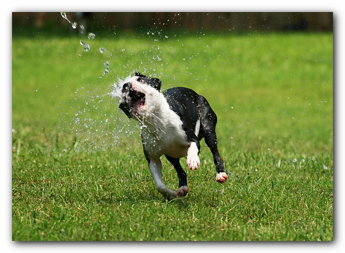 Howie the Sunwoods Boston Terrier Puppy
