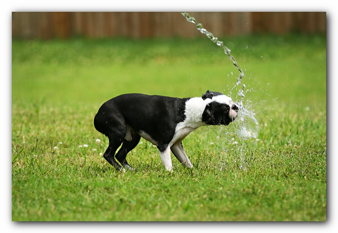 Howie the Sunwoods Boston Terrier Puppy