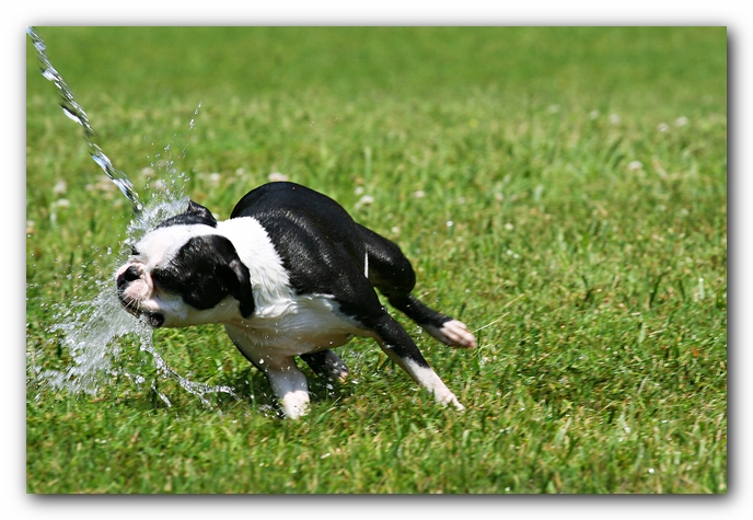 Howie the Sunwoods Boston Terrier Puppy