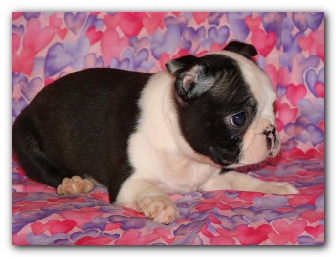Howie the Sunwoods Boston Terrier Puppy