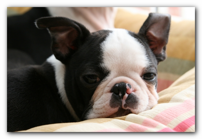 Howie the Sunwoods Boston Terrier Puppy
