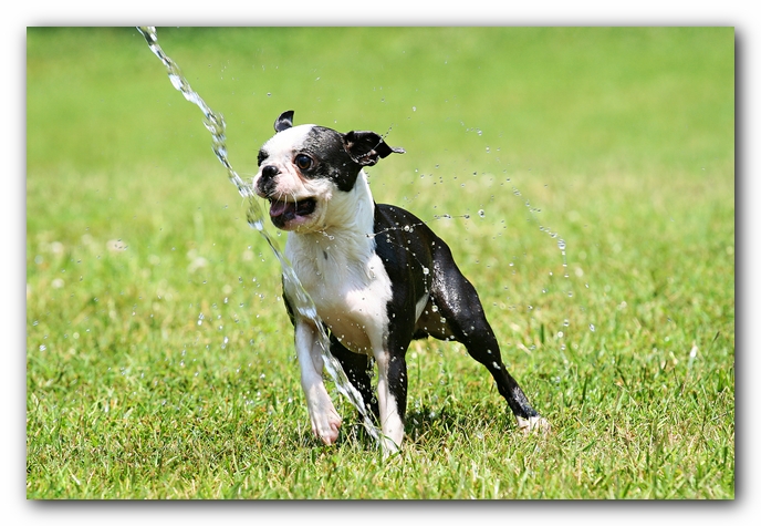 Howie the Sunwoods Boston Terrier Puppy