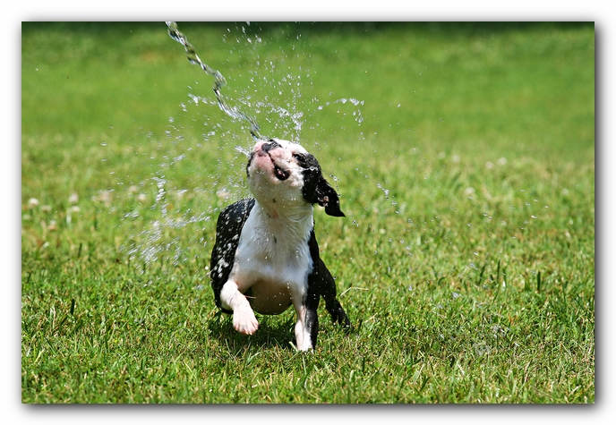 Howie the Sunwoods Boston Terrier Puppy
