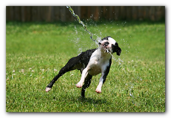 Howie the Sunwoods Boston Terrier Puppy
