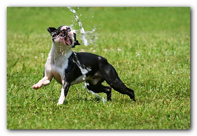 Howie the Sunwoods Boston Terrier Puppy