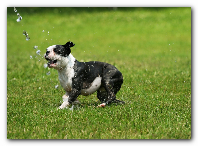 Howie the Sunwoods Boston Terrier Puppy