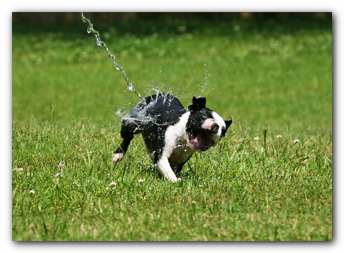 Howie the Sunwoods Boston Terrier Puppy