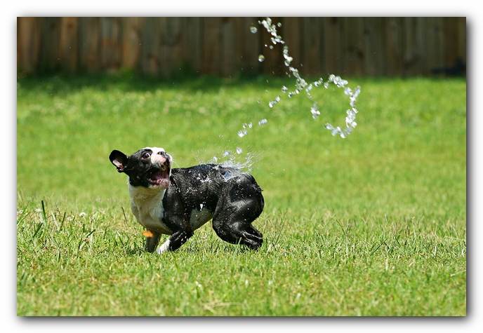 Howie the Sunwoods Boston Terrier Puppy