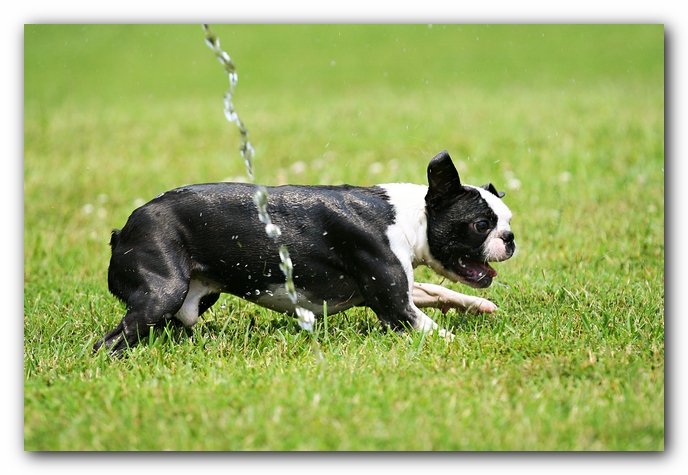 Howie the Sunwoods Boston Terrier Puppy