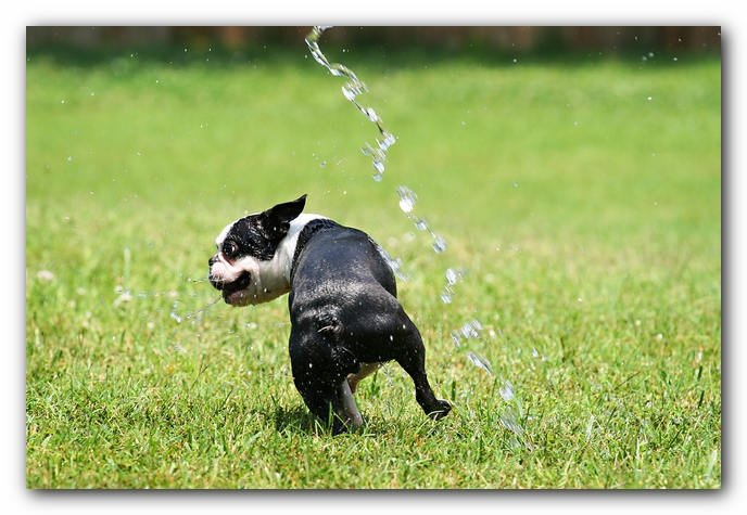 Howie the Sunwoods Boston Terrier Puppy