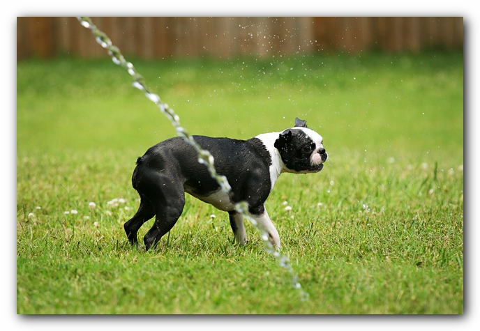Howie the Sunwoods Boston Terrier Puppy