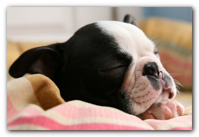 Howie the Sunwoods Boston Terrier Puppy