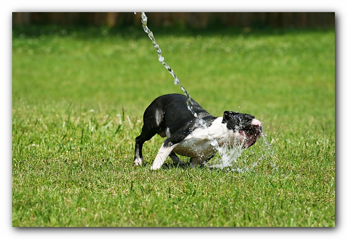 Howie the Sunwoods Boston Terrier Puppy