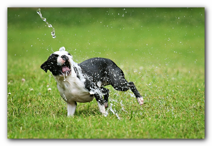 Howie the Sunwoods Boston Terrier Puppy