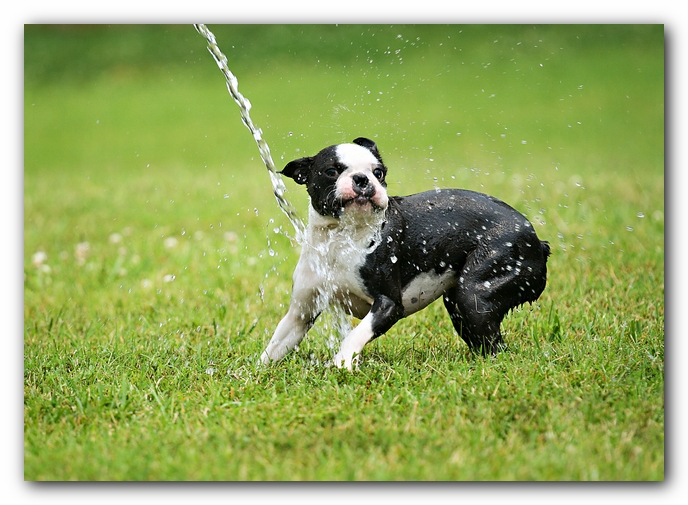 Howie the Sunwoods Boston Terrier Puppy