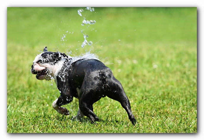 Howie the Sunwoods Boston Terrier Puppy