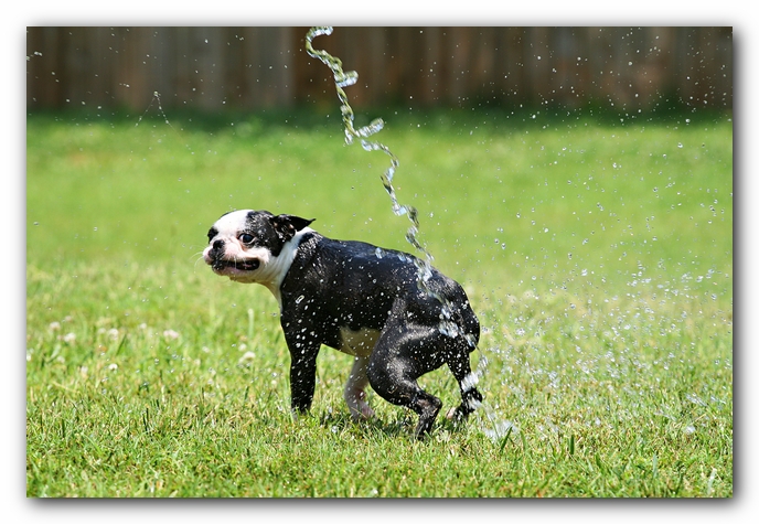 Howie the Sunwoods Boston Terrier Puppy