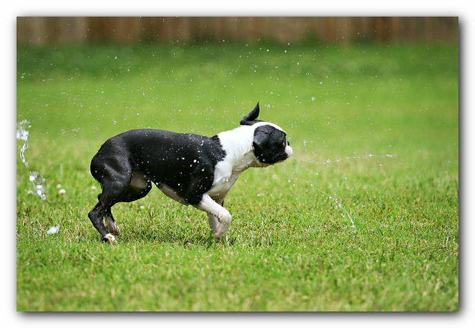Howie the Sunwoods Boston Terrier Puppy
