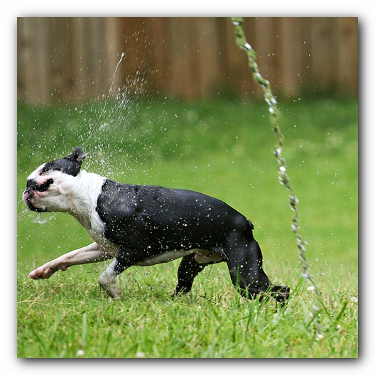 Howie the Sunwoods Boston Terrier Puppy