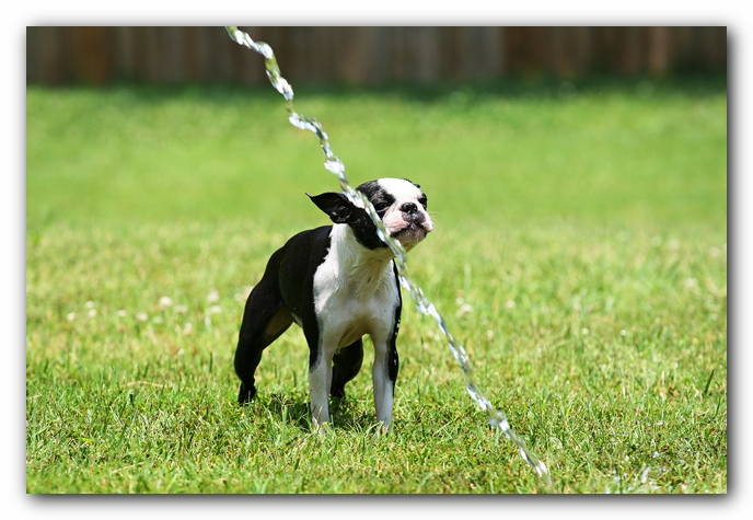 Howie the Sunwoods Boston Terrier Puppy