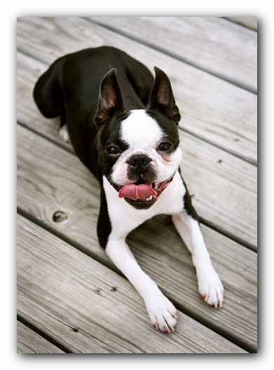 Howie the Sunwoods Boston Terrier Puppy - Agility