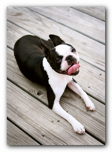 Howie the Sunwoods Boston Terrier Puppy - Agility