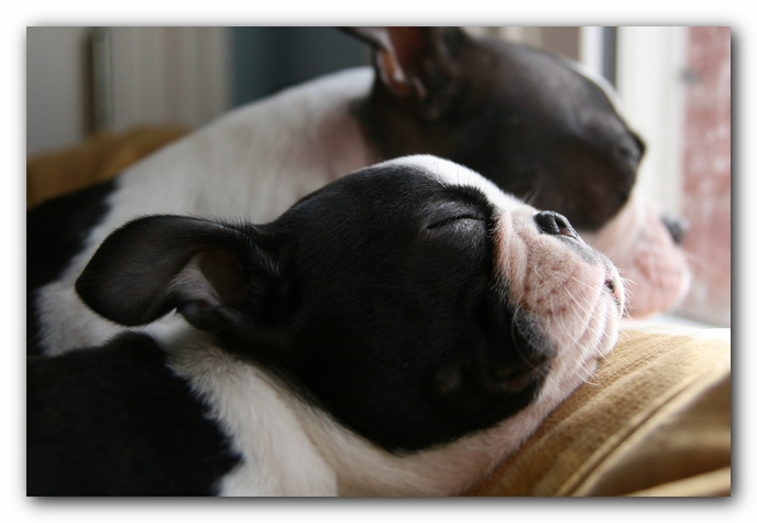 Howie the Sunwoods Boston Terrier Puppy