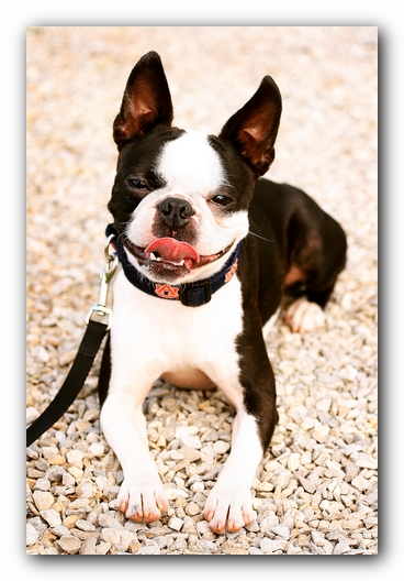 Howie the Sunwoods Boston Terrier Puppy - Agility