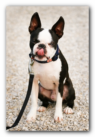 Howie the Sunwoods Boston Terrier Puppy - Agility