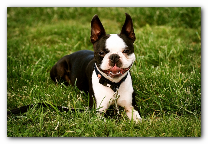 Howie the Sunwoods Boston Terrier Puppy - Agility