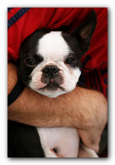Howie the Sunwoods Boston Terrier Puppy - Agility