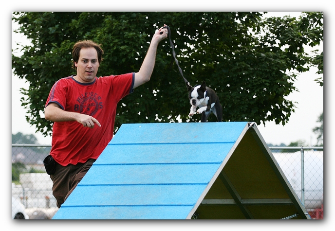 Howie the Sunwoods Boston Terrier Puppy - Agility